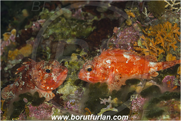 Island Susac, Croatia, Adriatic sea, Mediterranean sea, Scorpaena notata, Scorpaena, Scorpaenidae, Small red scorpionfish, Scorpionfish, Fish