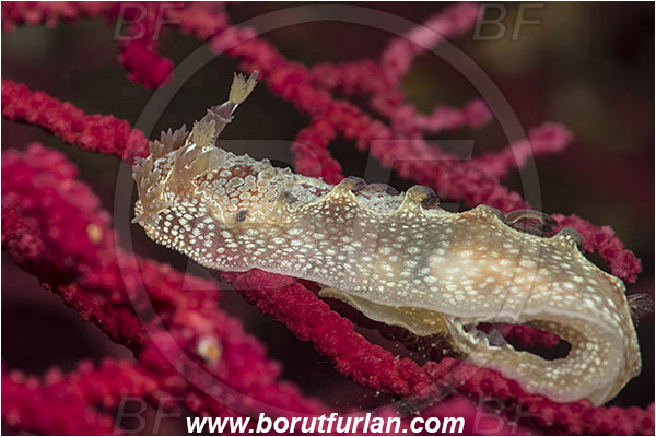 Island Susac, Croatia, Adriatic sea, Mediterranean sea, Marionia blainvillea, Marionia, Tritoniidae, Dendronotid nudibranch, Nudibranch, Sea slug, Gastropoda, Mollusca