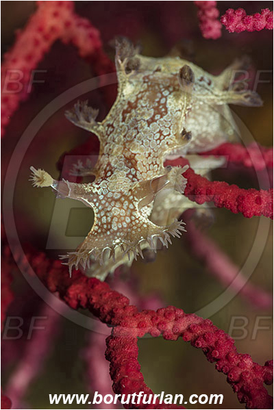 Island Susac, Croatia, Adriatic sea, Mediterranean sea, Marionia blainvillea, Marionia, Tritoniidae, Dendronotid nudibranch, Nudibranch, Sea slug, Gastropoda, Mollusca