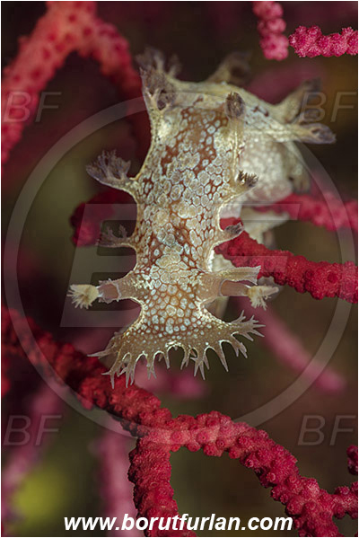 Island Susac, Croatia, Adriatic sea, Mediterranean sea, Marionia blainvillea, Marionia, Tritoniidae, Dendronotid nudibranch, Nudibranch, Sea slug, Gastropoda, Mollusca