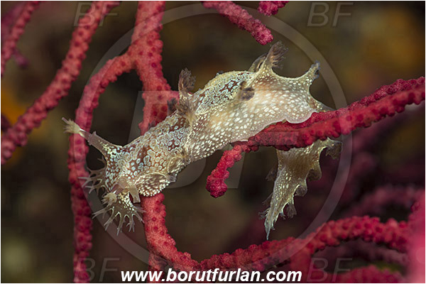 Island Susac, Croatia, Adriatic sea, Mediterranean sea, Marionia blainvillea, Marionia, Tritoniidae, Dendronotid nudibranch, Nudibranch, Sea slug, Gastropoda, Mollusca