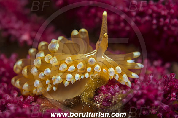 Island Susac, Croatia, Adriatic sea, Mediterranean sea, Antiopella cristata, Antiopella, Janolidae, Crested aeolis, Nudibranch, Sea slug, Gastropoda, Mollusca