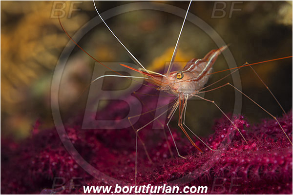 Island Susac, Croatia, Adriatic sea, Mediterranean sea, Plesionika narval, Plesionika, Pandalidae, Decapoda, Narwal shrimp, Shrimp, Crustacea, Crustacean