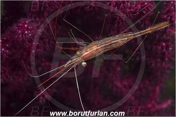 Island Susac, Croatia, Adriatic sea, Mediterranean sea, Plesionika narval, Plesionika, Pandalidae, Decapoda, Narwal shrimp, Shrimp, Crustacea, Crustacean