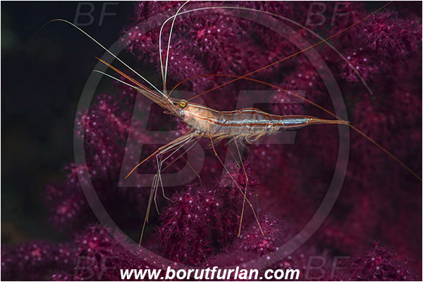Island Susac, Croatia, Adriatic sea, Mediterranean sea, Plesionika narval, Plesionika, Pandalidae, Decapoda, Narwal shrimp, Shrimp, Crustacea, Crustacean