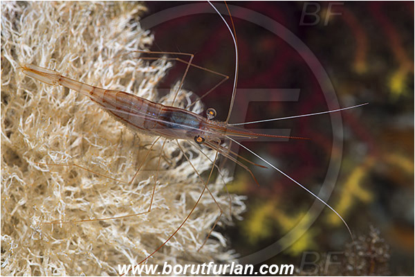 Island Susac, Croatia, Adriatic sea, Mediterranean sea, Plesionika narval, Plesionika, Pandalidae, Decapoda, Narwal shrimp, Shrimp, Crustacea, Crustacean