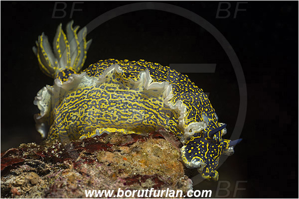 Island Susac, Croatia, Adriatic sea, Mediterranean sea, Felimare picta, Felimare, Chromodorididae, Painted dorid, Nudibranch, Sea slug, Gastropoda, Mollusca