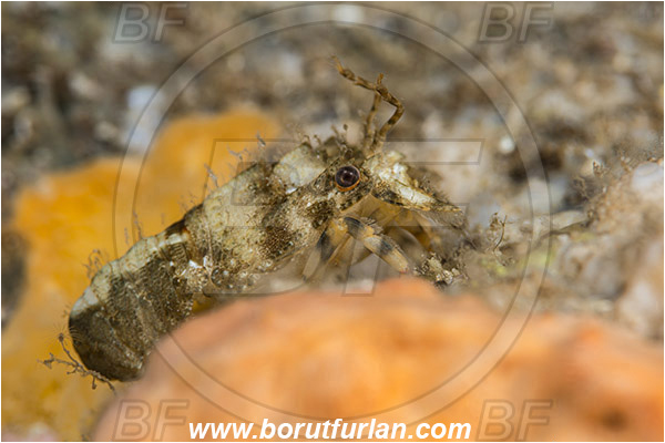 Island Korcula, Croatia, Adriatic sea, Mediterranean sea, Scyllarus pygmaeus, Scyllarus, Scyllaridae, Decapoda, Pygmy locust lobster, Slipper lobster, Lobster, Crustacea, Crustacean