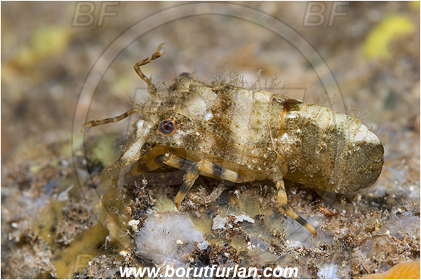 Island Korcula, Croatia, Adriatic sea, Mediterranean sea, Scyllarus pygmaeus, Scyllarus, Scyllaridae, Decapoda, Pygmy locust lobster, Slipper lobster, Lobster, Crustacea, Crustacean