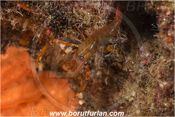 Island Susac, Croatia, Adriatic sea, Mediterranean sea, Brachycarpus biunguiculatus, Brachycarpus, Palaemonidae, Decapoda, Twoclaw shrimp, Shrimp, Crustacea, Crustacean