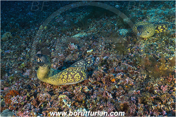 Island Susac, Croatia, Adriatic sea, Mediterranean sea, Muraena helena, Muraena, Muraenidae, Mediterranean moray, Moray, Fish, Reef