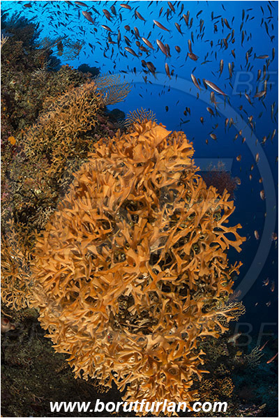 Island Susac, Croatia, Adriatic sea, Mediterranean sea, Pentapora fascialis, Pentapora, Bitectiporidae, Bryozoa, Bryozoan, Reef, Fish school