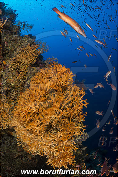 Island Susac, Croatia, Adriatic sea, Mediterranean sea, Pentapora fascialis, Pentapora, Bitectiporidae, Bryozoa, Bryozoan, Labrus mixtus, Labrus, Labridae, Cuckoo wrasse, Wrasse, Fish, Female, Fish school, Reef