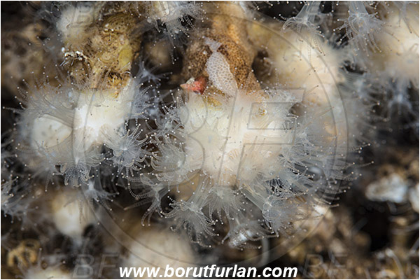 Island Susac, Croatia, Adriatic sea, Mediterranean sea, Madracis pharensis, Madracis, Pocilloporidae, Star Coral, Coral, Anthozoa, Cnidaria, Cnidarian