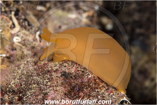 Island Susac, Croatia, Adriatic sea, Mediterranean sea, Berthella aurantiaca, Berthella, Pleurobranchidae, Orange berthella, Nudibranch, Sea slug, Gastropoda, Mollusca