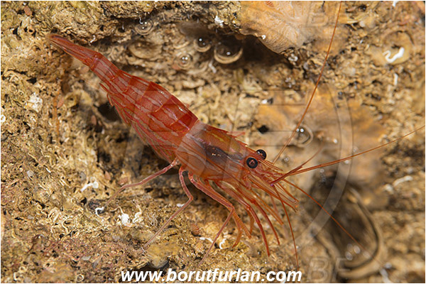 Island Susac, Croatia, Adriatic sea, Mediterranean sea, Lysmata seticaudata, Lysmata, Lysmatidae, Decapoda, Mediterranean Cleaner Shrimp, Shrimp, Crustacea, Crustacean