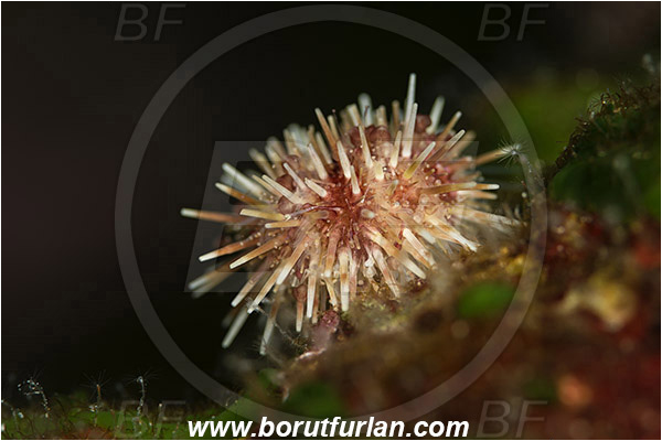 Island Susac, Croatia, Adriatic sea, Mediterranean sea, Sea Urchin, Echinoidea, Echinodermata, Echinoderm, Unidentified
