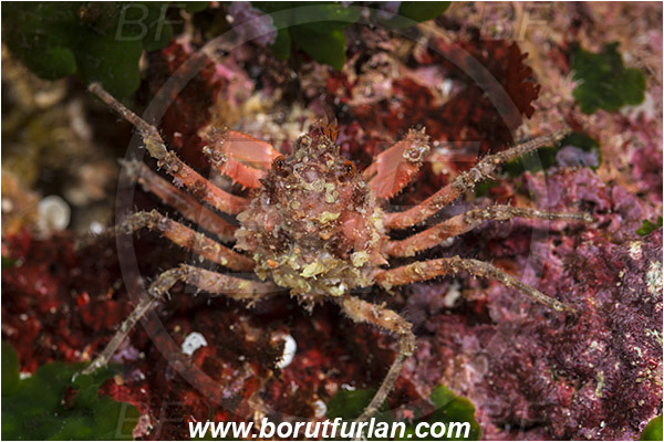 Island Susac, Croatia, Adriatic sea, Mediterranean sea, Herbstia condyliata, Herbstia, Epialtidae, Decapoda, Crustacea, Crustacean, Spiny Majoid Spider Crab, Crab