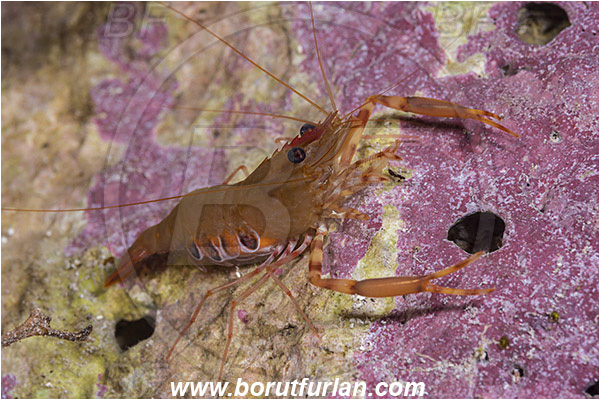 Island Susac, Croatia, Adriatic sea, Mediterranean sea, Brachycarpus biunguiculatus, Brachycarpus, Palaemonidae, Decapoda, Twoclaw shrimp, Shrimp, Crustacea, Crustacean