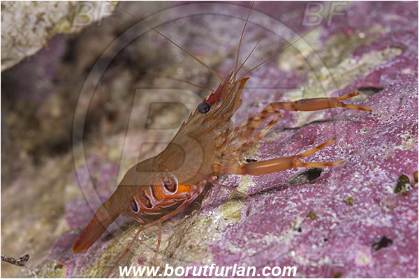 Island Susac, Croatia, Adriatic sea, Mediterranean sea, Brachycarpus biunguiculatus, Brachycarpus, Palaemonidae, Decapoda, Twoclaw shrimp, Shrimp, Crustacea, Crustacean