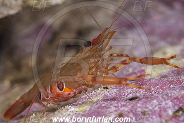 Island Susac, Croatia, Adriatic sea, Mediterranean sea, Brachycarpus biunguiculatus, Brachycarpus, Palaemonidae, Decapoda, Twoclaw shrimp, Shrimp, Crustacea, Crustacean