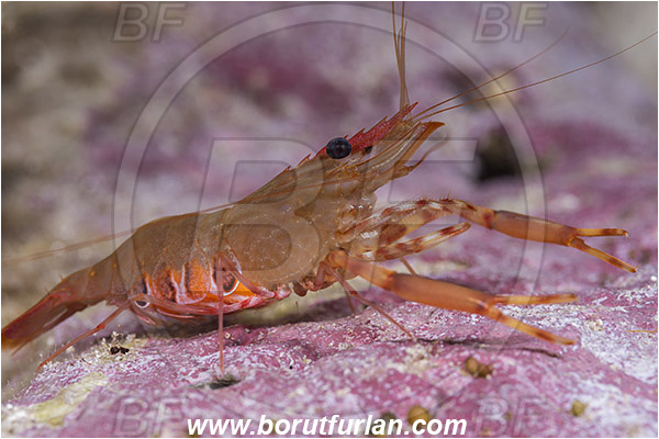 Island Susac, Croatia, Adriatic sea, Mediterranean sea, Brachycarpus biunguiculatus, Brachycarpus, Palaemonidae, Decapoda, Twoclaw shrimp, Shrimp, Crustacea, Crustacean