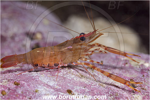 Island Susac, Croatia, Adriatic sea, Mediterranean sea, Brachycarpus biunguiculatus, Brachycarpus, Palaemonidae, Decapoda, Twoclaw shrimp, Shrimp, Crustacea, Crustacean