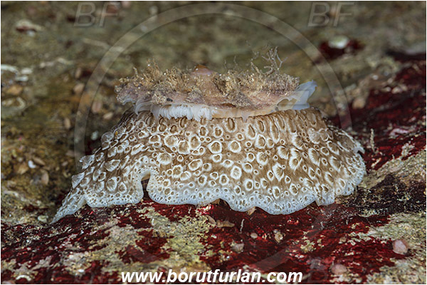 Island Susac, Croatia, Adriatic sea, Mediterranean sea, Umbraculum umbraculum, Umbraculum, Umbraculidae, Umbrella slug, Sea snail, Gastropoda, Mollusca, Mollusc