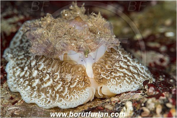 Island Susac, Croatia, Adriatic sea, Mediterranean sea, Umbraculum umbraculum, Umbraculum, Umbraculidae, Umbrella slug, Sea snail, Gastropoda, Mollusca, Mollusc