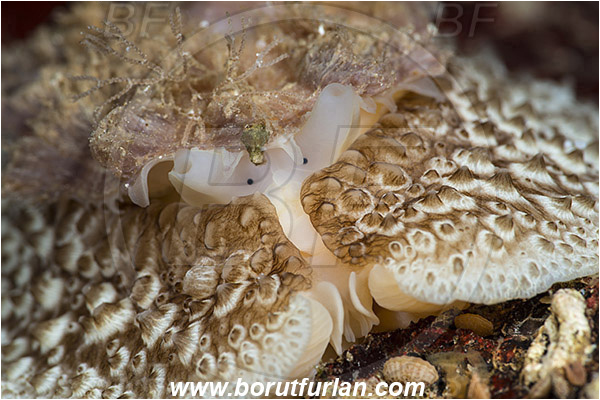Island Susac, Croatia, Adriatic sea, Mediterranean sea, Umbraculum umbraculum, Umbraculum, Umbraculidae, Umbrella slug, Sea snail, Gastropoda, Mollusca, Mollusc, Portrait, Abstract