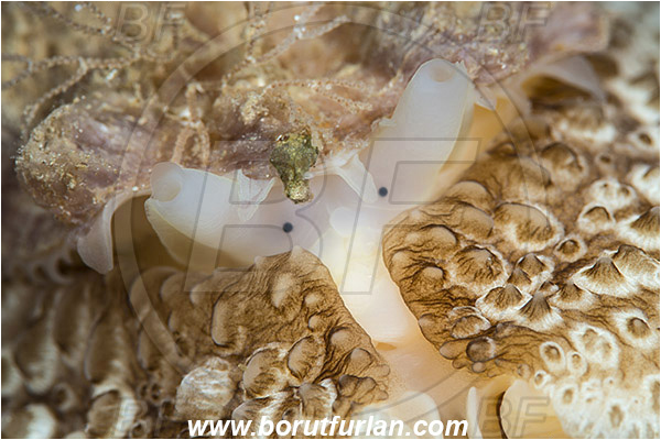 Island Susac, Croatia, Adriatic sea, Mediterranean sea, Umbraculum umbraculum, Umbraculum, Umbraculidae, Umbrella slug, Sea snail, Gastropoda, Mollusca, Mollusc, Portrait, Abstract