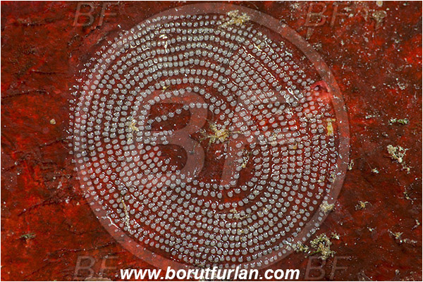 Island Susac, Croatia, Adriatic sea, Mediterranean sea, Eggs, Nudibranch eggs, Sea snail eggs, Gastropoda, Mollusca