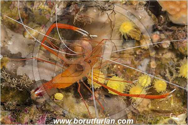 Island Susac, Croatia, Adriatic sea, Mediterranean sea, Stenopus spinosus, Stenopus, Stenopodidae, Decapoda, Golden coral shrimp, Mediterranean coral shrimp, Shrimp, Crustacea, Crustacean