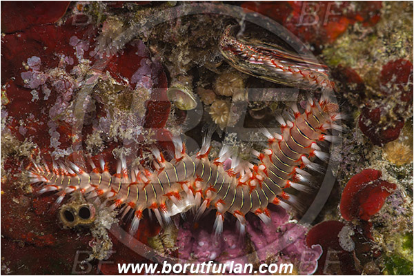 Island Susac, Croatia, Adriatic sea, Mediterranean sea, Hermodice carunculata, Hermodice, Amphinomidae, Bearded fireworm, Fireworm, Worm, Polychaeta