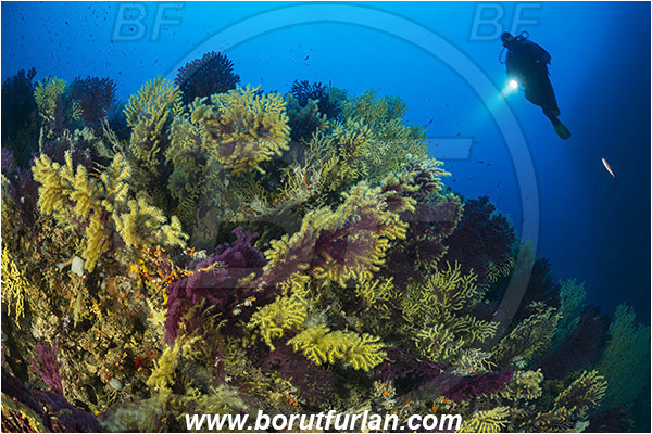 Island Susac, Croatia, Adriatic sea, Mediterranean sea, Paramuricea clavata, Paramuricea, Plexauridae, Mediterranean gorgonian, Sea fan, Coral, Cnidaria, Cnidarian, Reef, Diver
