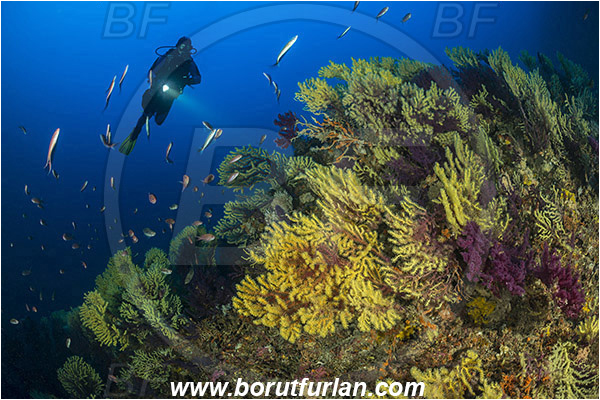 Island Susac, Croatia, Adriatic sea, Mediterranean sea, Paramuricea clavata, Paramuricea, Plexauridae, Mediterranean gorgonian, Sea fan, Coral, Cnidaria, Cnidarian, Reef, Diver