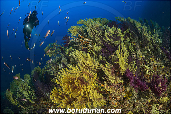 Island Susac, Croatia, Adriatic sea, Mediterranean sea, Paramuricea clavata, Paramuricea, Plexauridae, Mediterranean gorgonian, Sea fan, Coral, Cnidaria, Cnidarian, Anthias anthias, Anthias, Serranidae, Swallowtail seaperch, Seaperch, Fish, Fish school, Reef, Diver