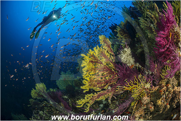 Island Susac, Croatia, Adriatic sea, Mediterranean sea, Paramuricea clavata, Paramuricea, Plexauridae, Mediterranean gorgonian, Sea fan, Coral, Cnidaria, Cnidarian, Anthias anthias, Anthias, Serranidae, Swallowtail seaperch, Seaperch, Fish, Fish school, Reef, Diver