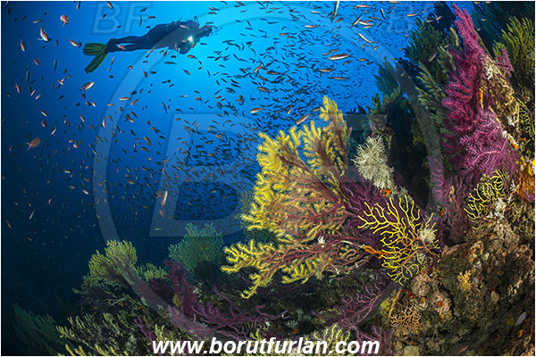 Island Susac, Croatia, Adriatic sea, Mediterranean sea, Paramuricea clavata, Paramuricea, Plexauridae, Mediterranean gorgonian, Sea fan, Coral, Cnidaria, Cnidarian, Anthias anthias, Anthias, Serranidae, Swallowtail seaperch, Seaperch, Fish, Fish school, Reef, Diver