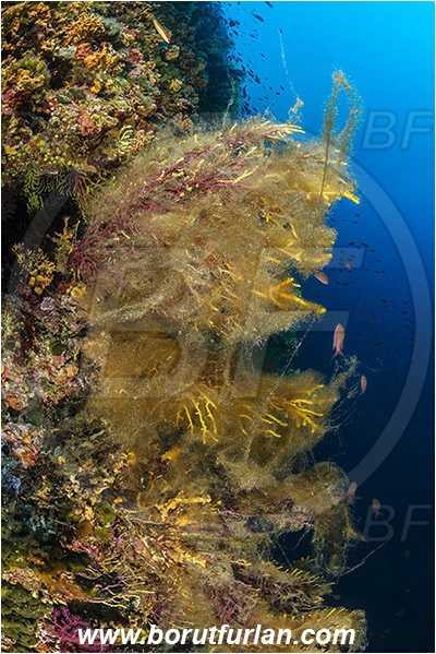 Island Susac, Croatia, Adriatic sea, Mediterranean sea, Paramuricea clavata, Paramuricea, Plexauridae, Mediterranean gorgonian, Sea fan, Coral, Cnidaria, Cnidarian, Reef, Algae over corals
