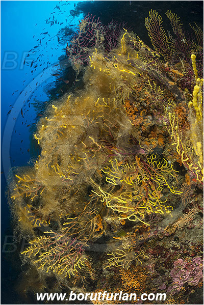 Island Susac, Croatia, Adriatic sea, Mediterranean sea, Paramuricea clavata, Paramuricea, Plexauridae, Mediterranean gorgonian, Sea fan, Coral, Cnidaria, Cnidarian, Reef, Algae over corals