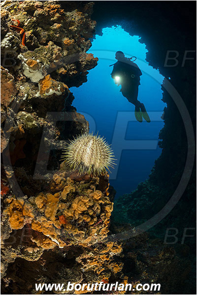 Island Susac, Croatia, Adriatic sea, Mediterranean sea, Echinus melo, Echinus, Echinidae, Melon sea urchin, Sea urchin, Echinoidea, Echinodermata, Echinoderm, Reef, Cave, Tunnel, Diver
