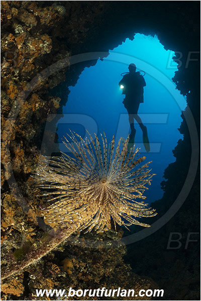 Island Susac, Croatia, Adriatic sea, Mediterranean sea, Worm, Sabella spallanzanii, Sabella, Sabellidae, Mediterranean fanworm, Polychaeta, Reef, Cave, Tunnel, Diver