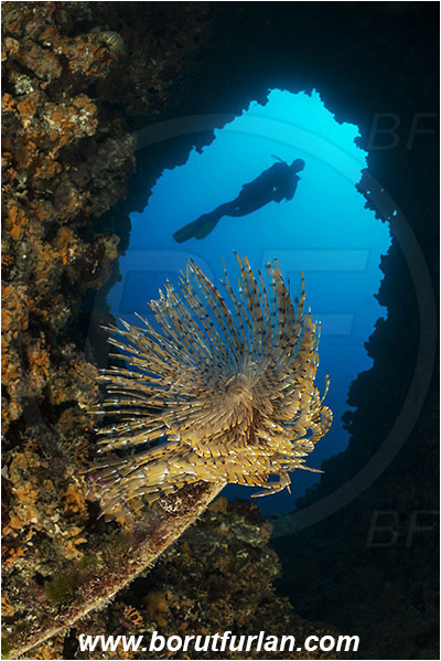 Island Susac, Croatia, Adriatic sea, Mediterranean sea, Worm, Sabella spallanzanii, Sabella, Sabellidae, Mediterranean fanworm, Polychaeta, Reef, Cave, Tunnel, Diver
