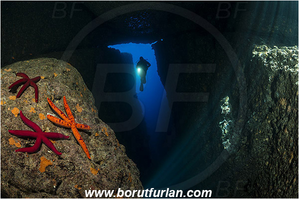Island Susac, Croatia, Adriatic sea, Mediterranean sea, Hacelia attenuata, Hacelia, Ophidiasteridae, Smooth starfish, Strafish, Asteroidea, Echinodermata, Echinoderm, Reef, Cave, Canyon, Light rays, Diver