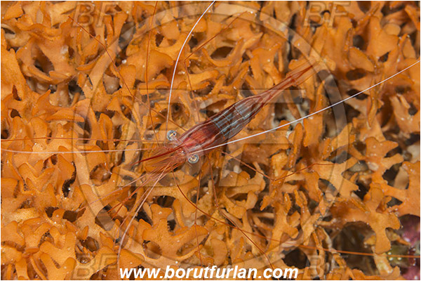 Island Susac, Croatia, Adriatic sea, Mediterranean sea, Plesionika narval, Plesionika, Pandalidae, Decapoda, Narwal shrimp, Shrimp, Crustacea, Crustacean