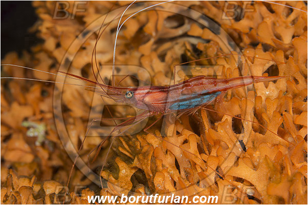 Island Susac, Croatia, Adriatic sea, Mediterranean sea, Plesionika narval, Plesionika, Pandalidae, Decapoda, Narwal shrimp, Shrimp, Crustacea, Crustacean