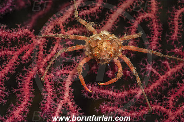 Island Susac, Croatia, Adriatic sea, Mediterranean sea, Herbstia condyliata, Herbstia, Epialtidae, Decapoda, Crustacea, Crustacean, Spiny Majoid Spider Crab, Crab