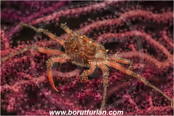 Island Susac, Croatia, Adriatic sea, Mediterranean sea, Herbstia condyliata, Herbstia, Epialtidae, Decapoda, Crustacea, Crustacean, Spiny Majoid Spider Crab, Crab