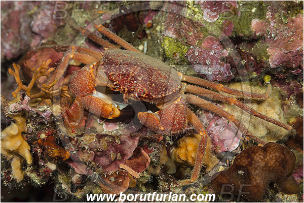 Island Susac, Croatia, Adriatic sea, Mediterranean sea, Paragalene longicrura, Paragalene, Progeryonidae, Decapoda, Crustacea, Crustacean, Crab